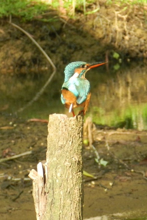 The Kingfisher