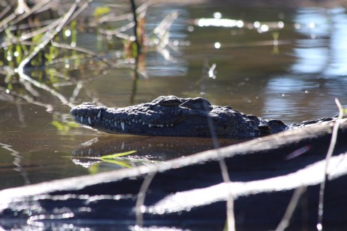 Chobe Nationalpark, Botswana