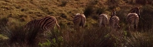 The Zebras