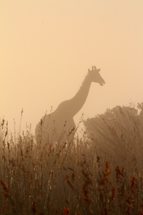 Giraffe in the Mist