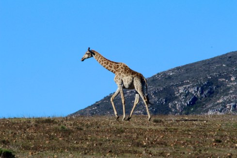 Volunteering at the Garden Route Game Park