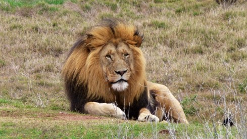 The handsome Lion
