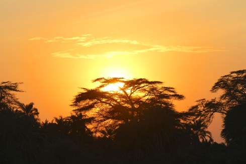 Sunset in the Savanna