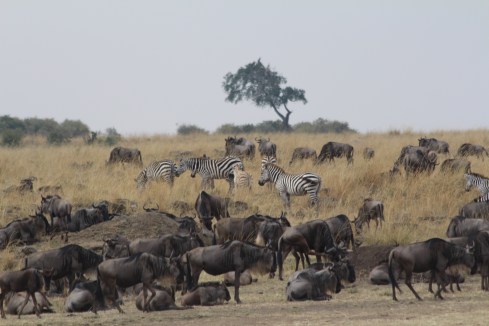 The great migration of Wildebeest and Zebra