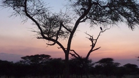 Tarangire National Park
